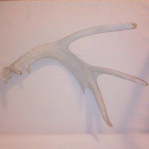 Antler Shed:  (4) Point.  Taxidermy.  Genuine